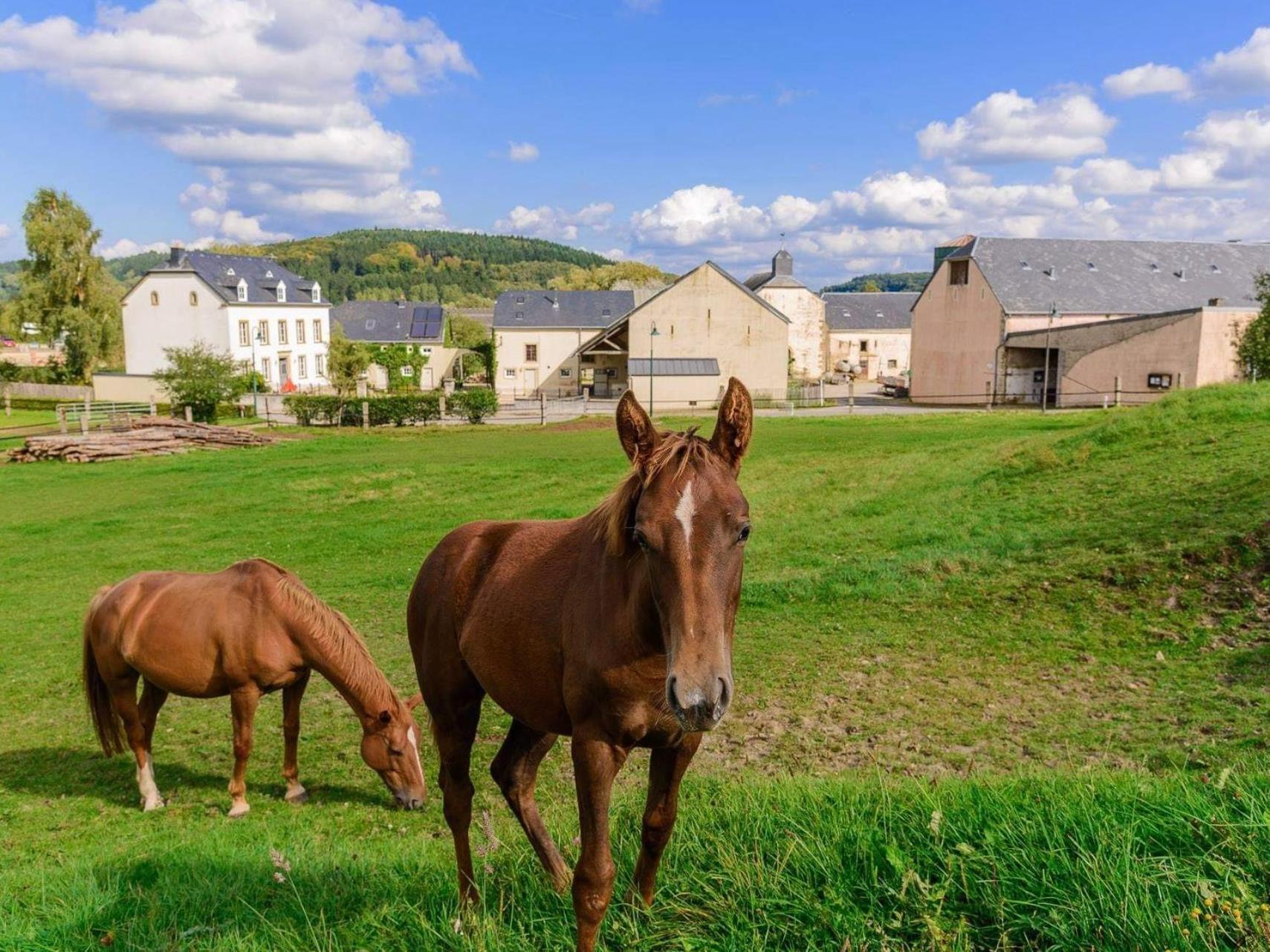 Cottage House Weyer - Mare&Filly Room Exteriör bild